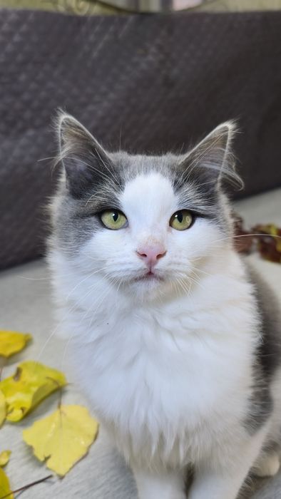 Молодий котик шукає дім.