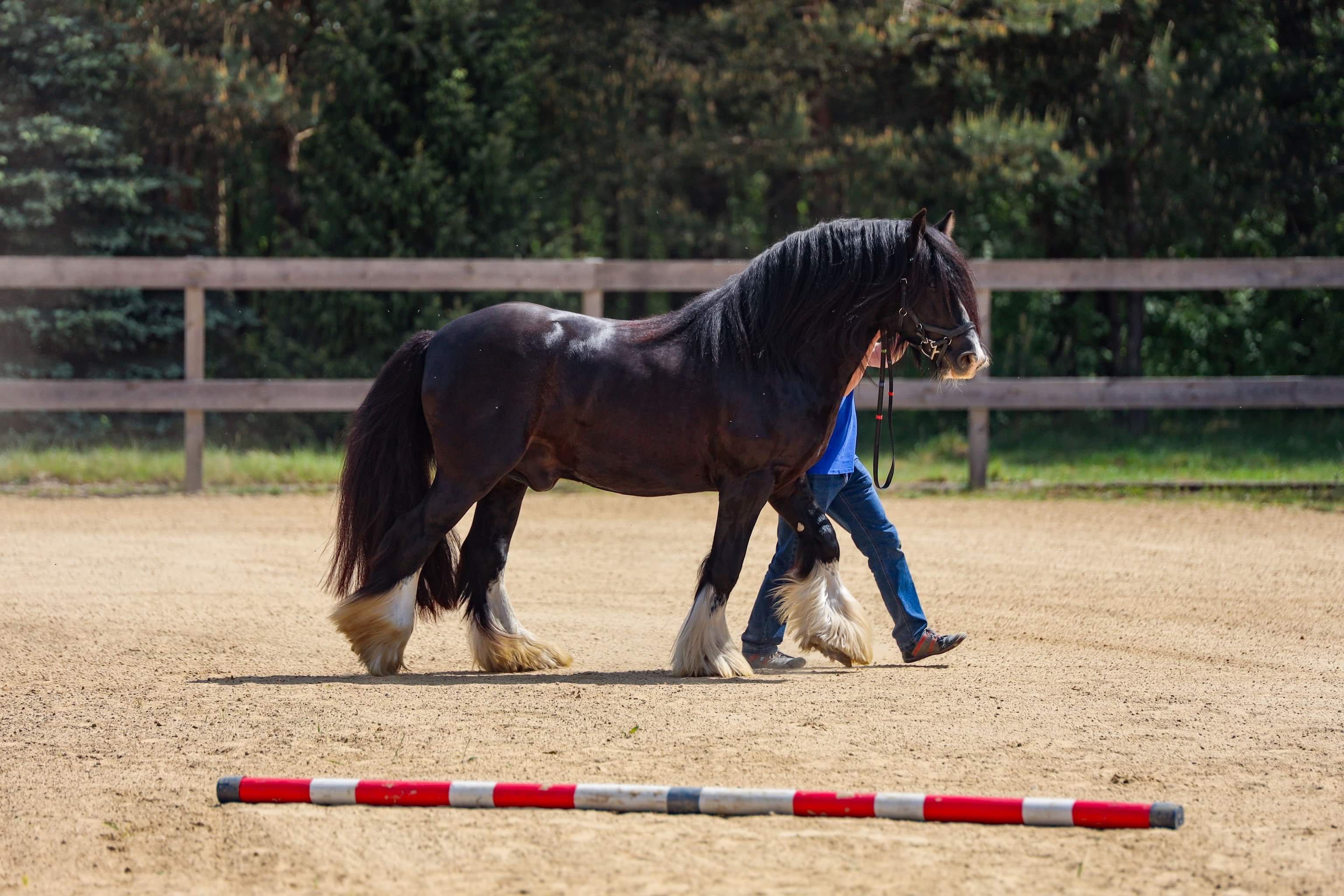 Stanówka Irish Cob / Tinker Ponpon ze Sedmi Dvoru