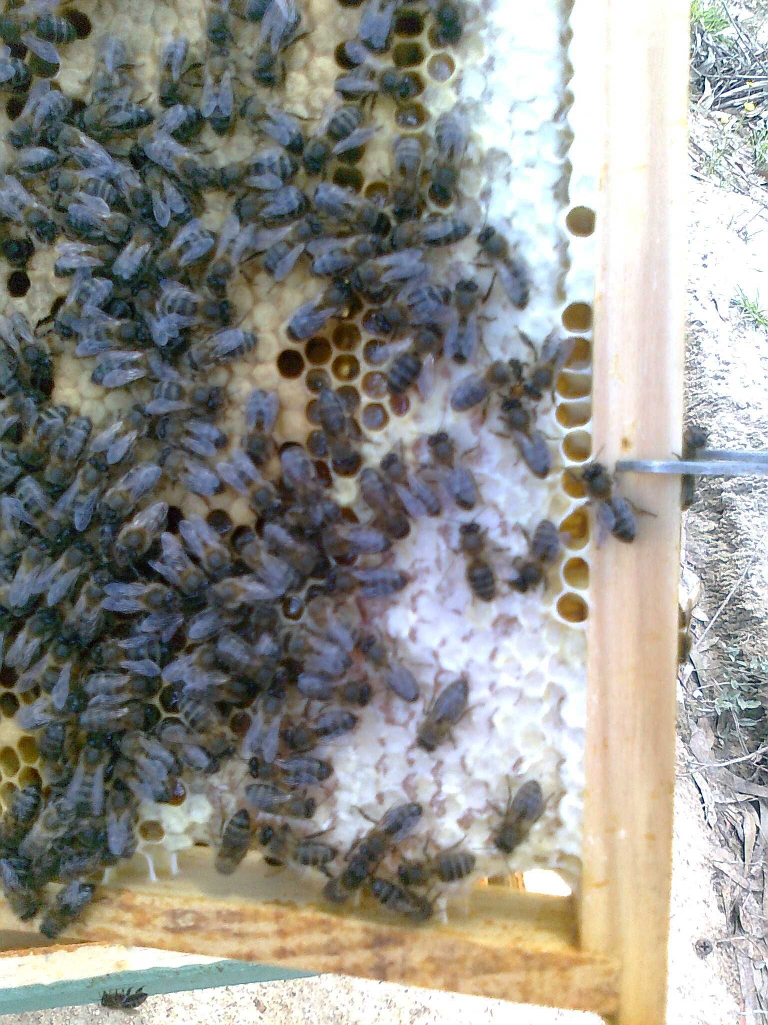 Vendo mel de abelha, multifloral, puro de produção própria