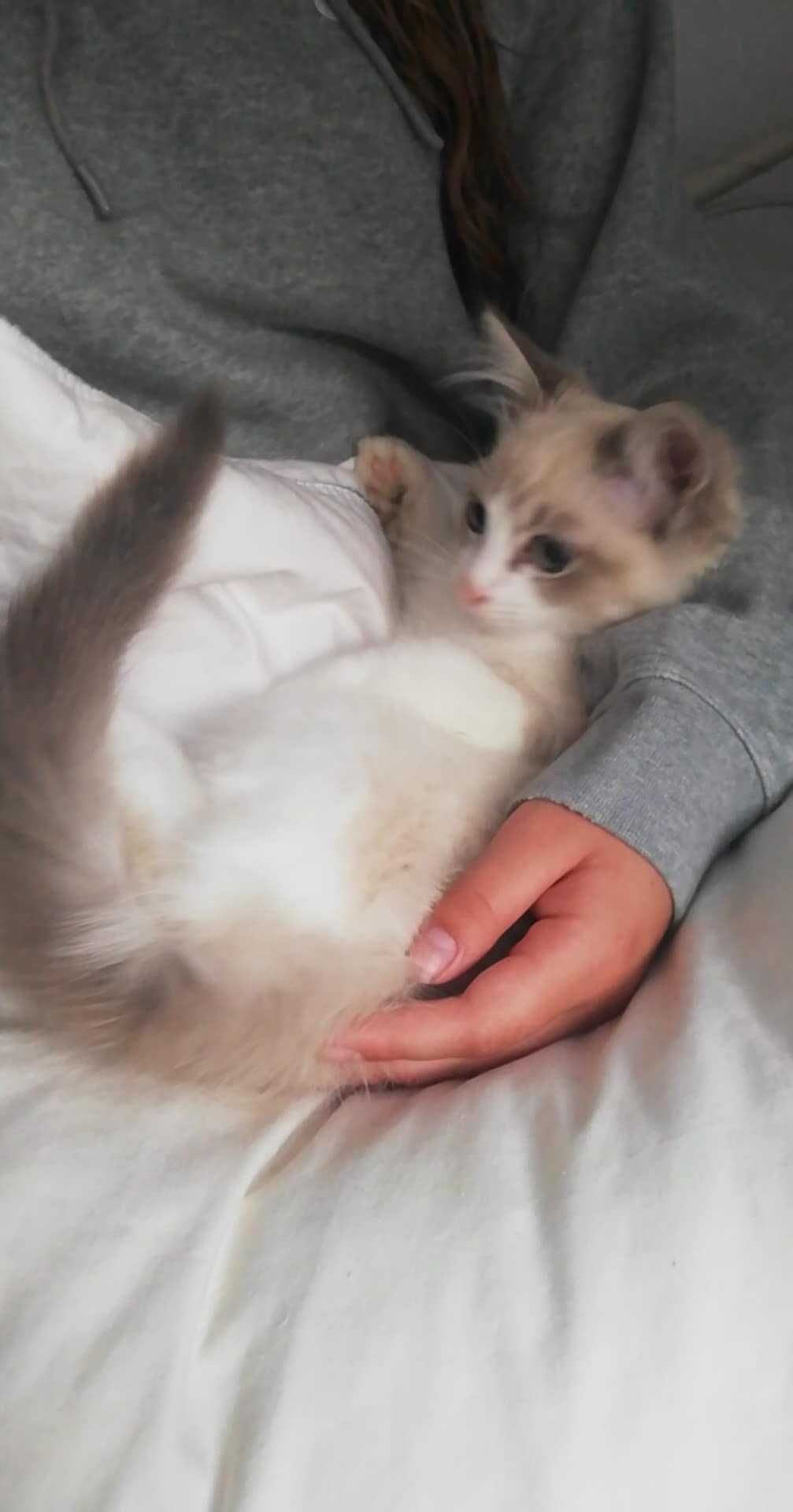 Kocurek ragdoll cudowny.