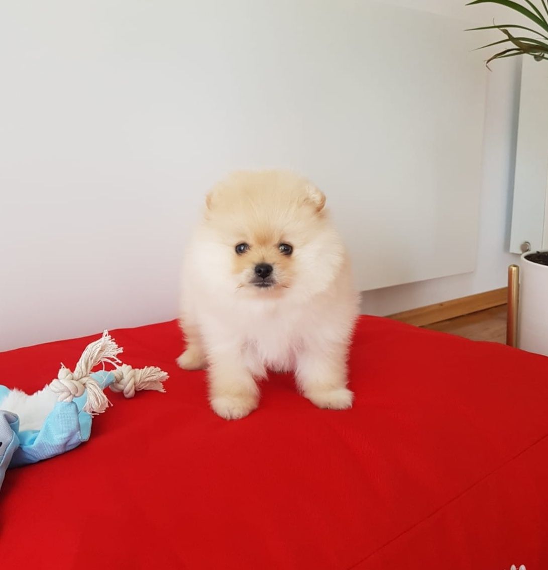 Szpic Miniaturowy Pomeranian suczka kremowa UNIKAT