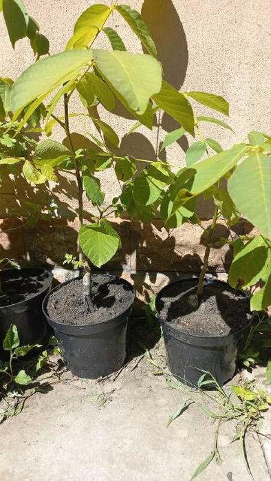 Продам розмарин,юкку,ивы,дуб,инжир,орех,жасмин,форзицию,гибискус,розы