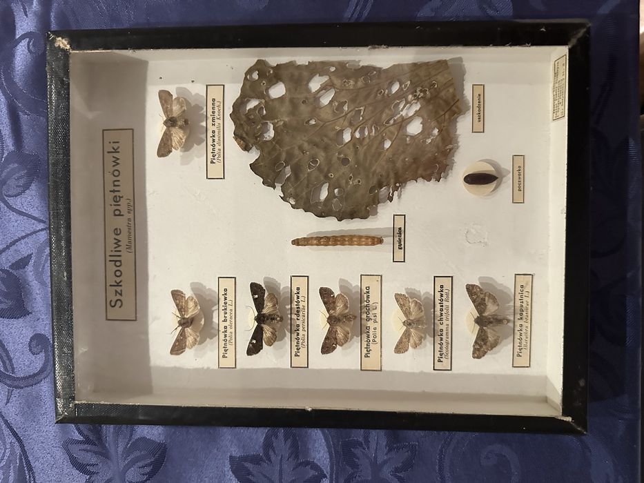 Kolekcja Piętnówek szkodliwych 10