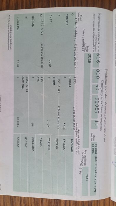 Oferuję do sprzedaży lub zamiany ogiera zimnokrwistego