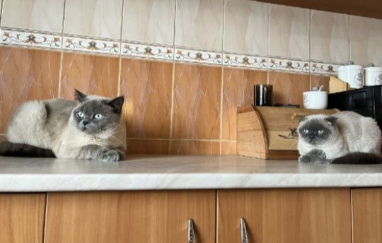 Чистокровні шотландські кошенята Блю поінт. Скоттіш-фолд