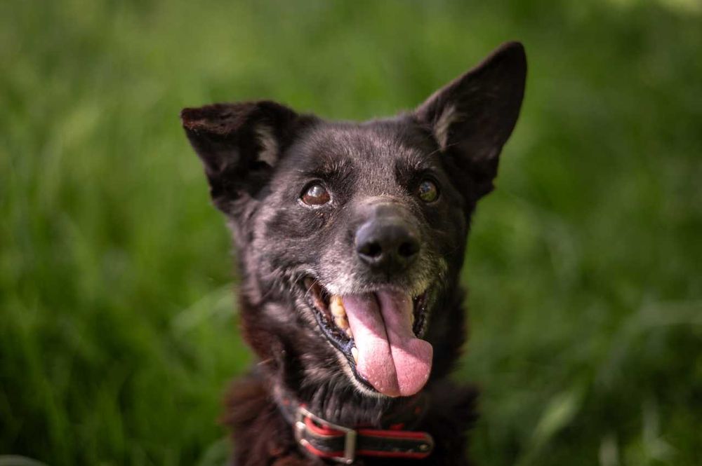 Kajtek w domu tymczasowym czeka na swoje szczęście ADOPCJA