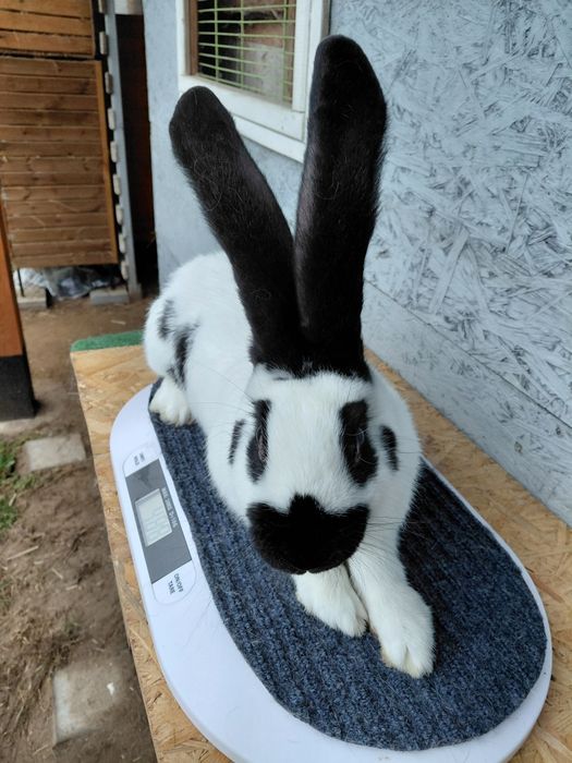 Olbrzym srokacz czarny, króliki, samiec