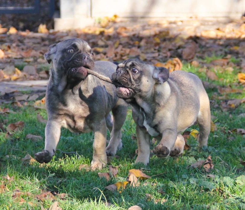 Buldog Francuski  chłopak z genem Fluffy