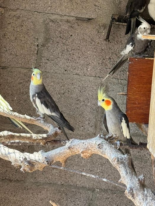 Vendo caturras valor por ave