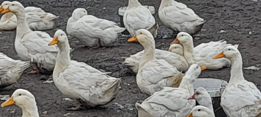 Sprzedam kaczki białe