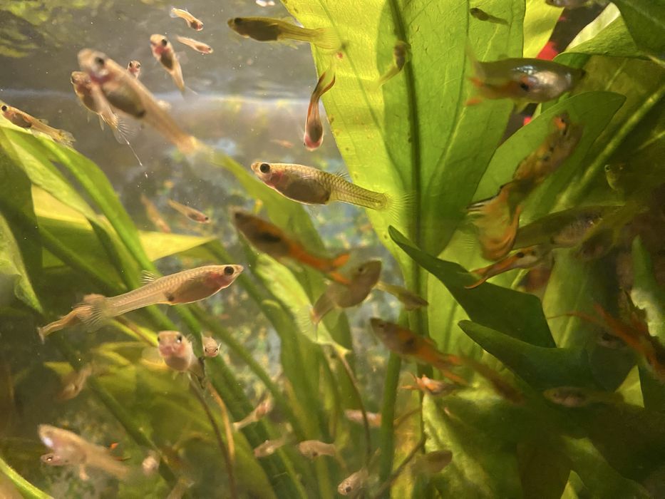 Gupiki z własnej hodowli.