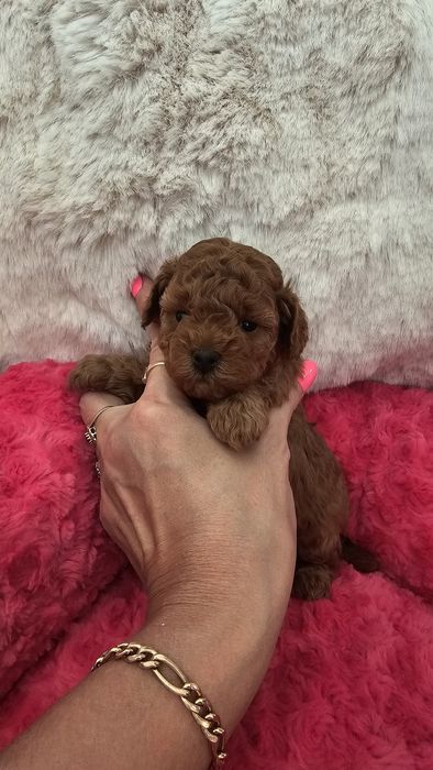 Pudel Miniaturowy Red sunia pakiet badań genetycznych!!