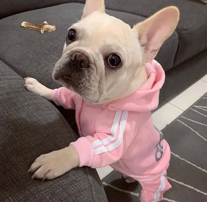 Adidog гарний комбінезон для собак на малу собаку, заміри на фото