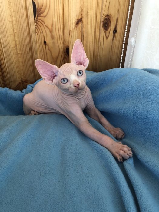 Канадские сфинксы малыши