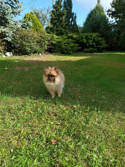 Szczeniak Szpic Pomeranian miniaturowy (chłopak)