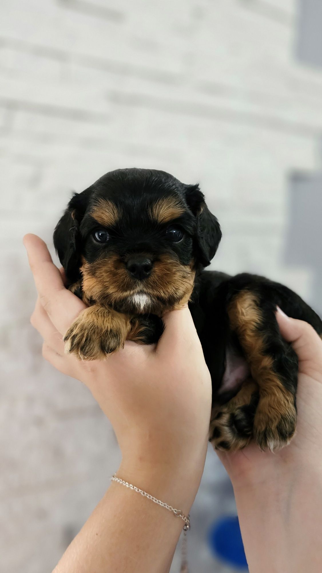 Cavalier King Charles Spaniel