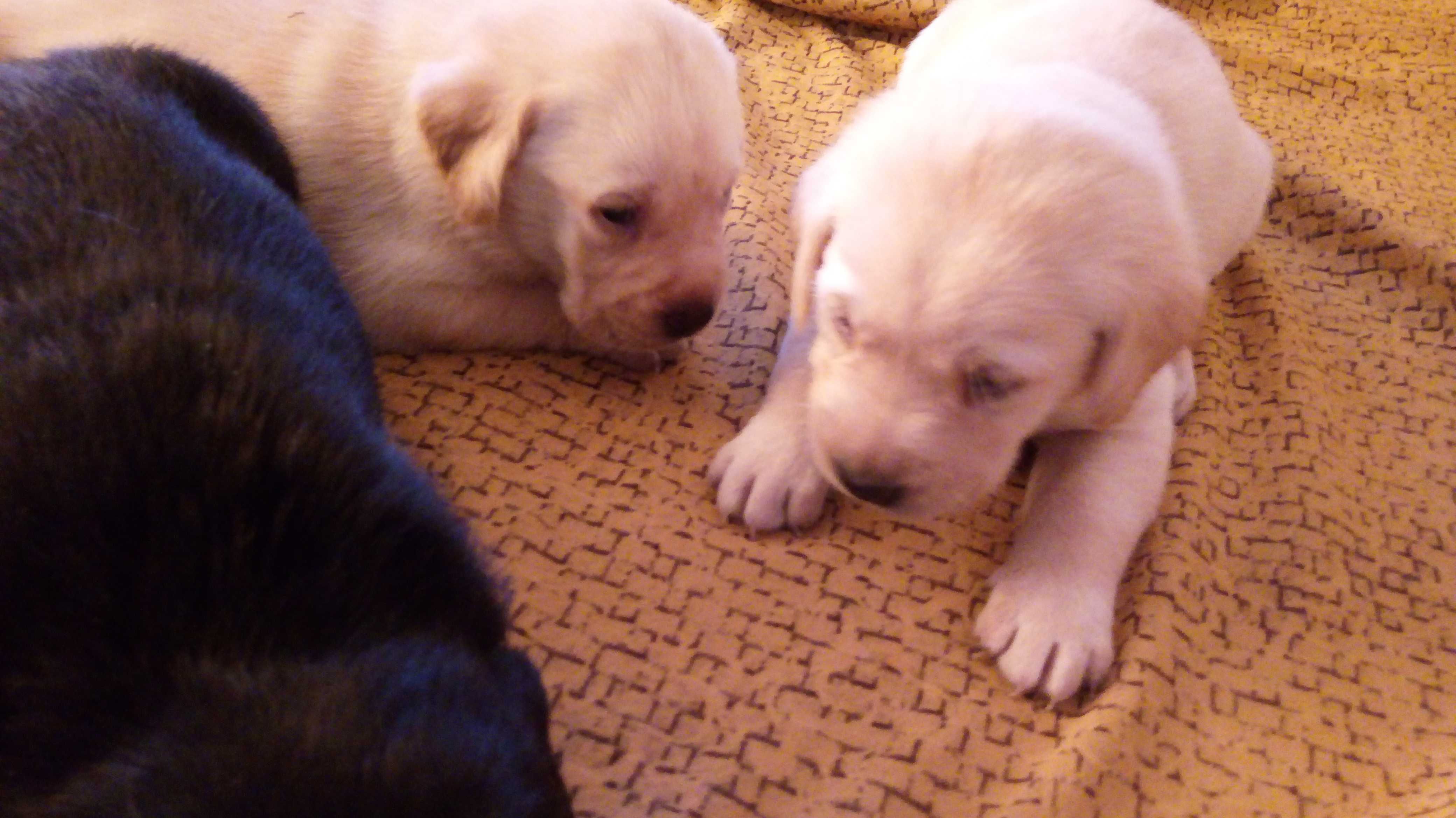 labrador piesek z rodowodem