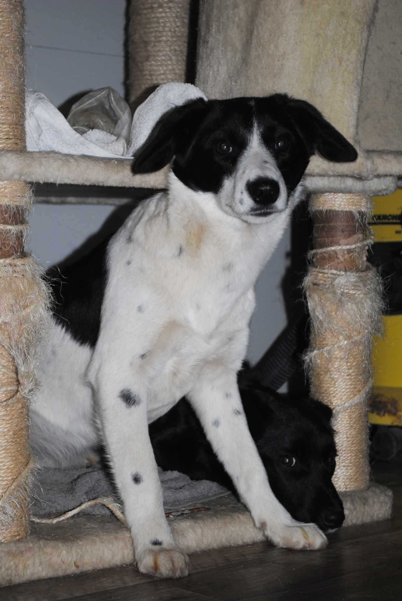 Piękna Kropeczka czeka na dom