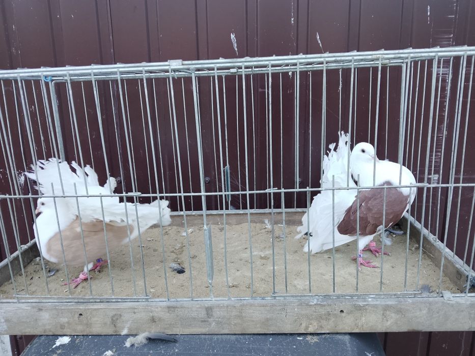 Pawiki tarczowe para