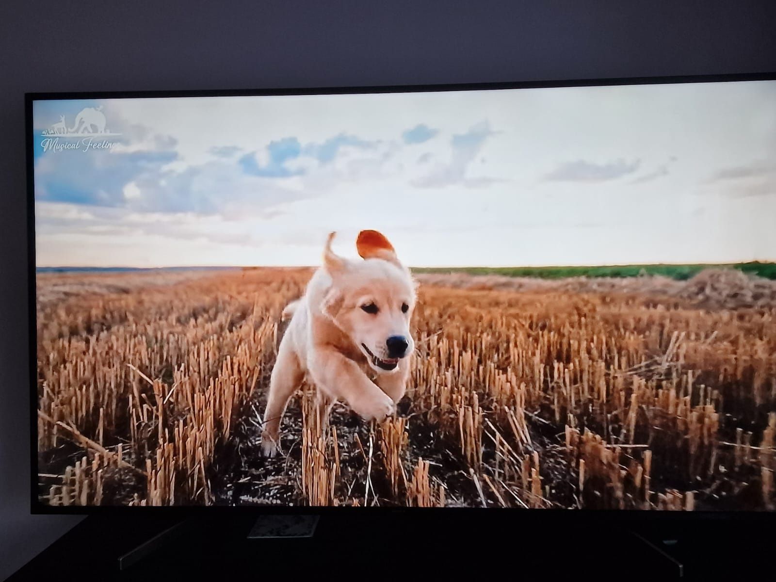 Sony KD-75XG8096 75" 4K Android jak nowy