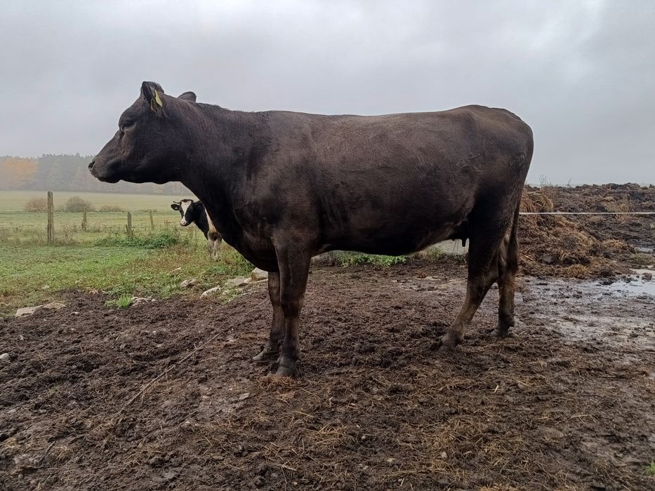 Sprzedam jałówkę MM cielna