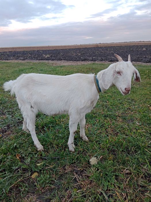 Продам англонубійка 75%