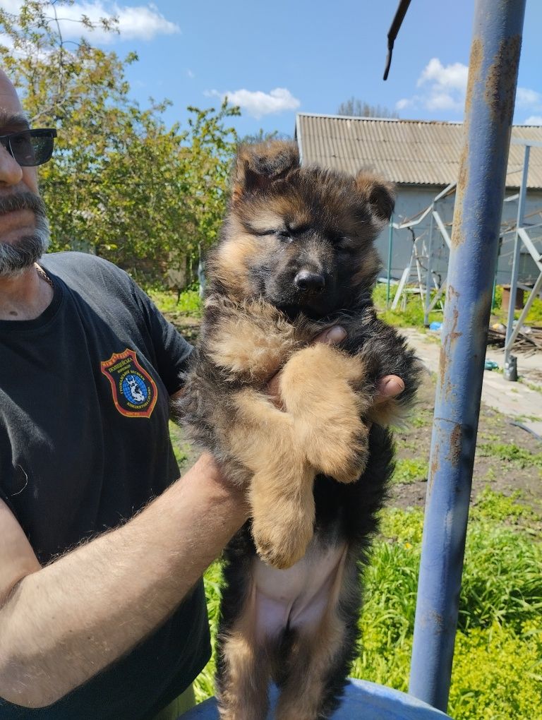 Продам щенка немецкой овчарки. Питомник Альфин. Родители Зевс и Гера