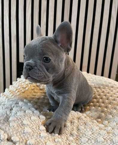 Щенки в голубом окрасе! Полная вакцинация сделана! Французский бульдог