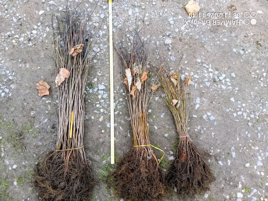 Judaszowiec kanadyjski - Cercis canadensis sadzonki