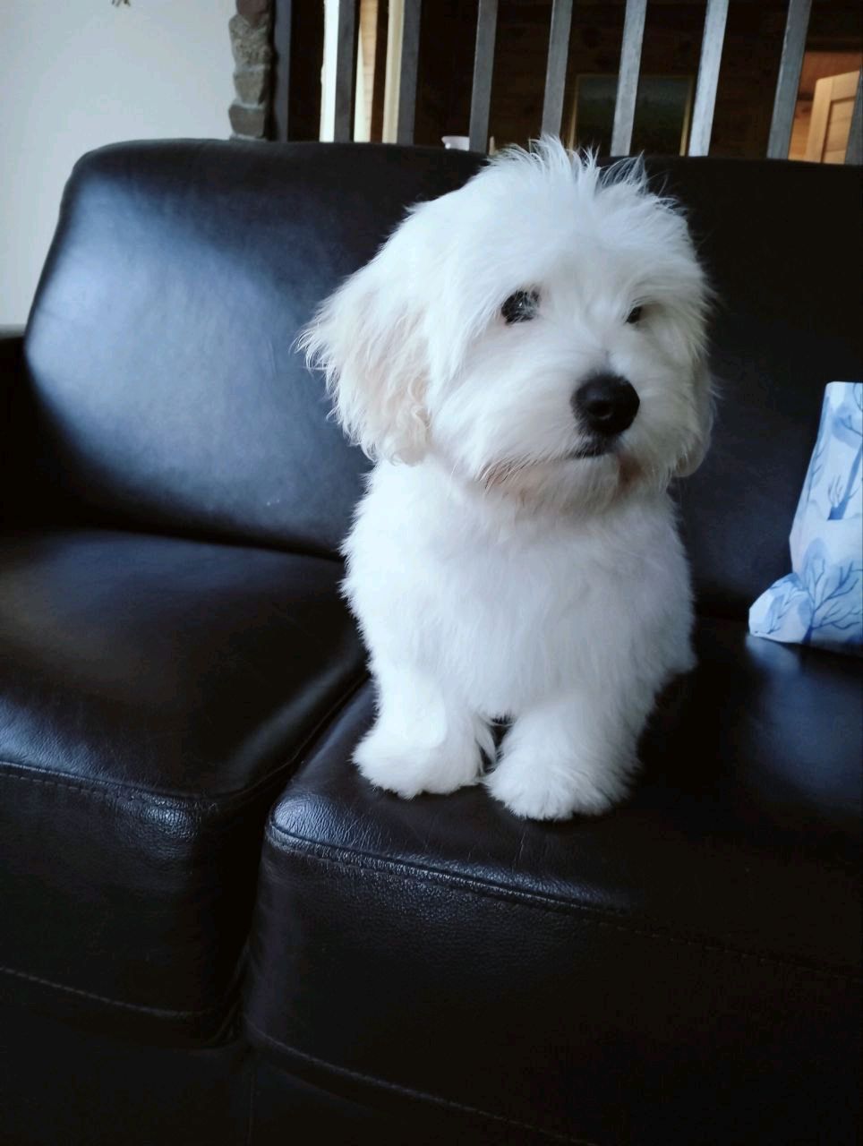 Coton de tulear .