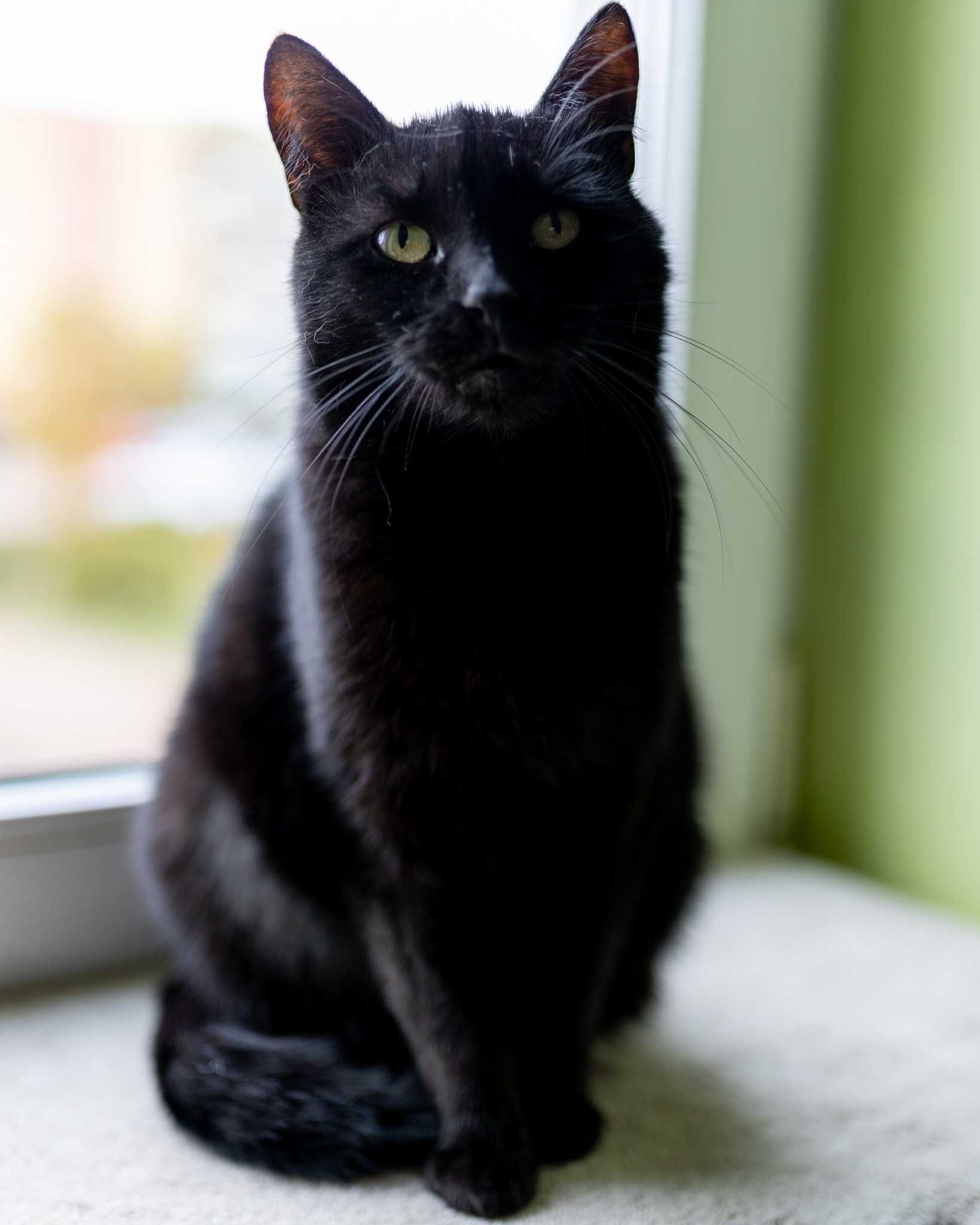 Lepka miłą kotką do adopcji, lubiącą człowieka, nie nachalną czarna