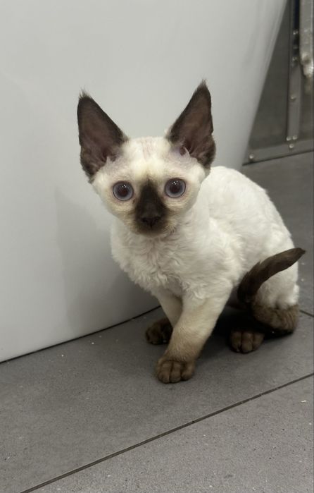 Piękna niebieskooka kotka Devon Rex !!
