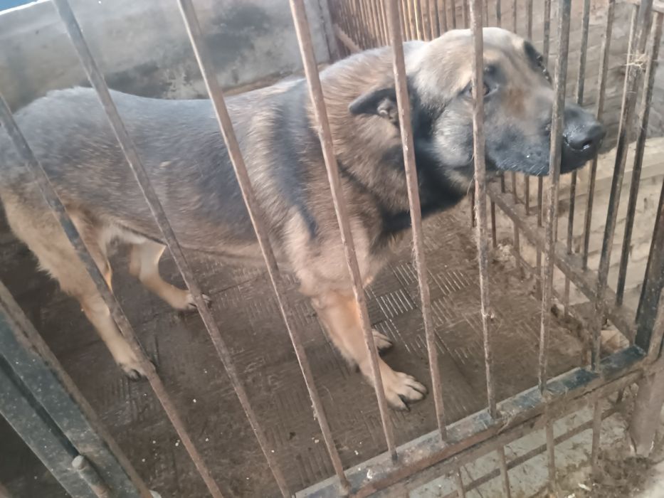 Віддам в добрі руки вівчарку