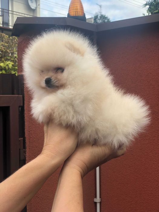 Szpic miniaturowy pomeranian śliczny mini samczyk typ misia BOO