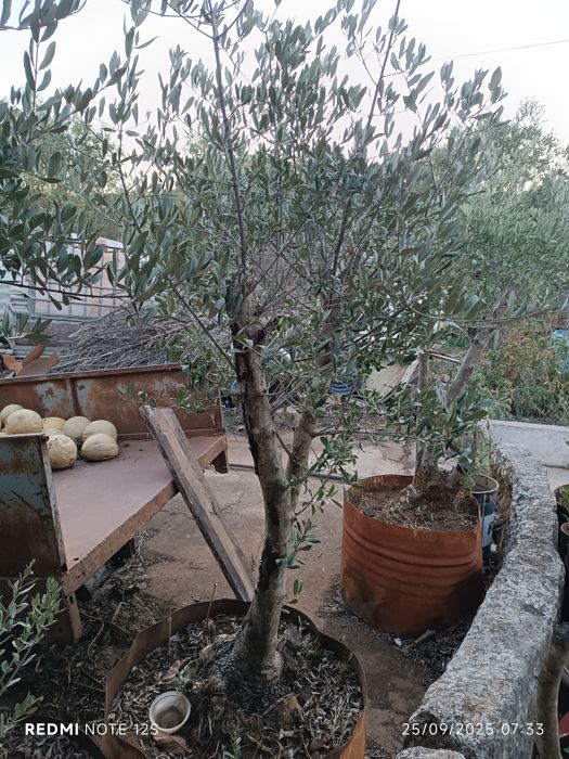 Oliveiras para jardim