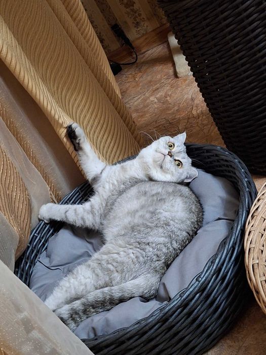 Лежанка, котобудинок для ваших улюбленців.