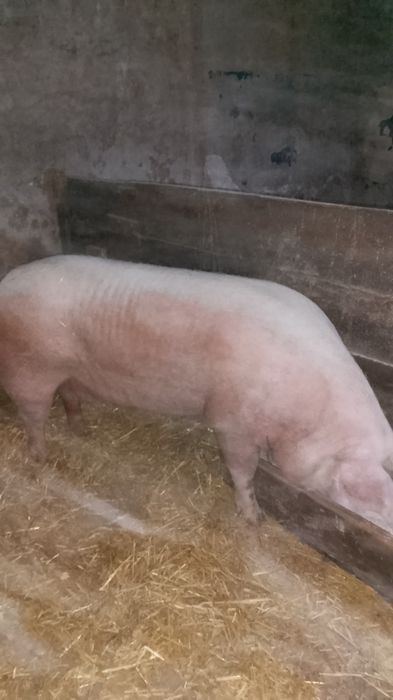 Sprzedam świnie!
