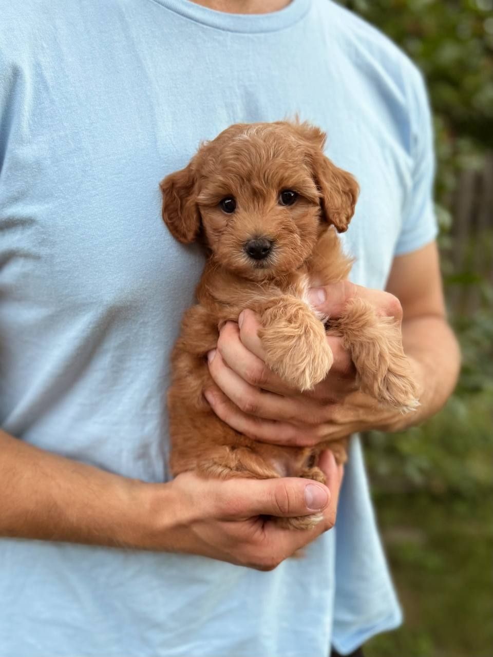 Мальтипу ф1 мини мальчик мальтіпу ф1 міні хлопчик
