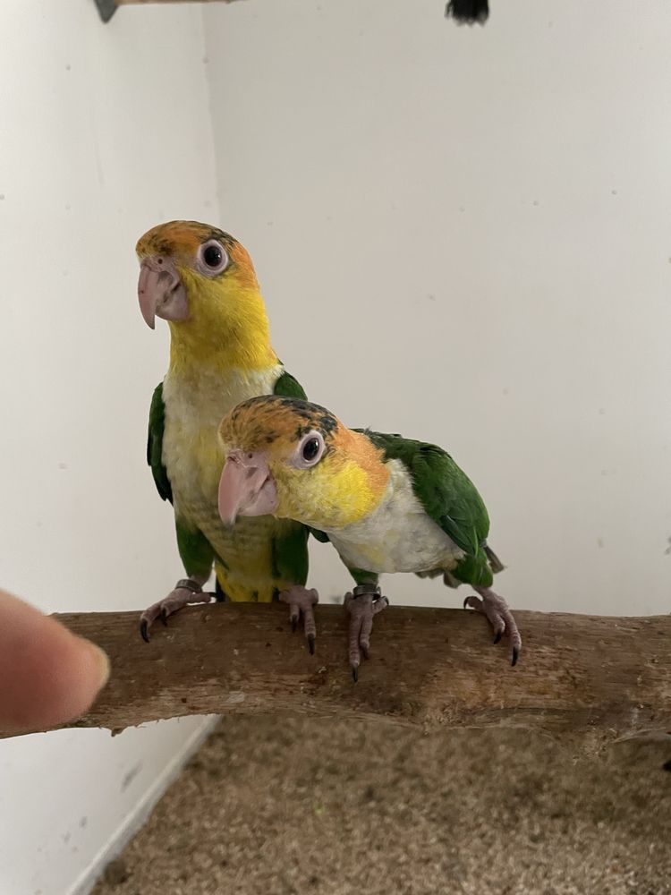 Marianinhas criadas à mão