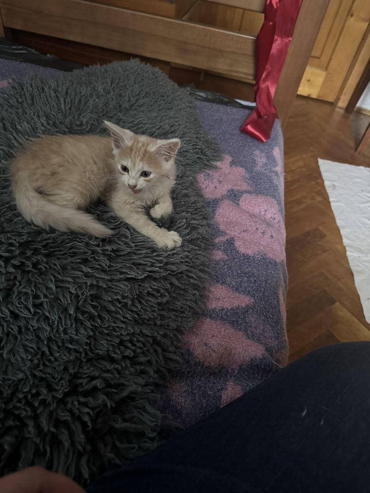 Віддам кошеня в добрі руки, котики, кошеня, котик