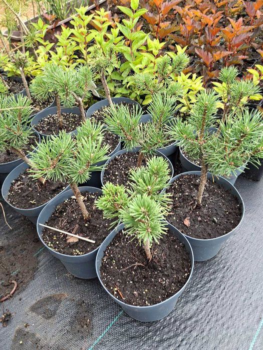 Сосни "Mops","Winter Gold","Watereri",ялини "Glauca Globosa","Inversa"