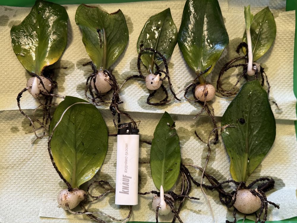 Zamioculcas zamiifolia/Заміокулькас дітки/Вкорінені з бульбами