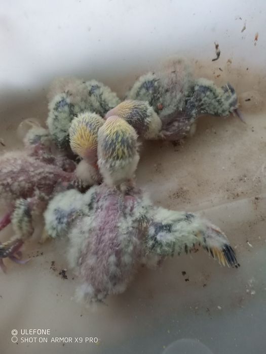 Agapornis e rosicolis