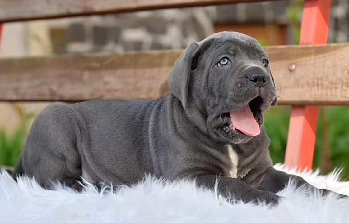 Cane Corso Italiano