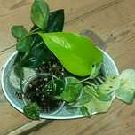 Zestaw 6 odmian epipremnum scindapsus filodendron