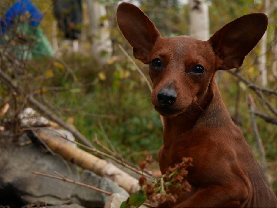 Цвергпінчер кобель вʼязка
