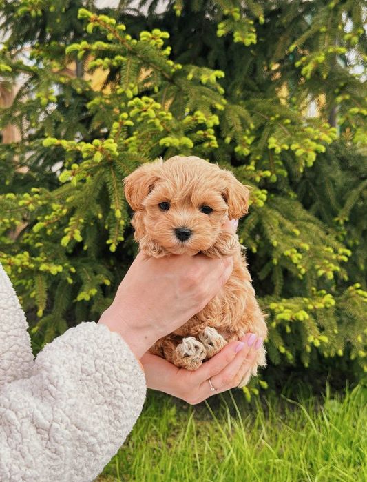 Купити мальтіпу • мальтіпу міні ф1 – оброблені