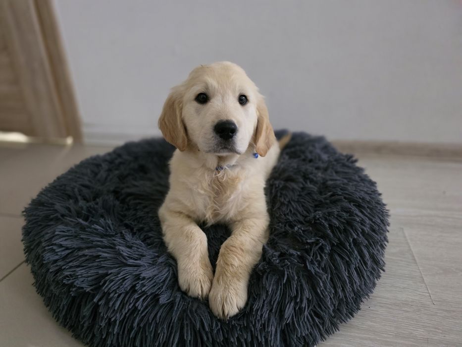 Golden Retriever piesek metryka do odbioru chip szczeniak
