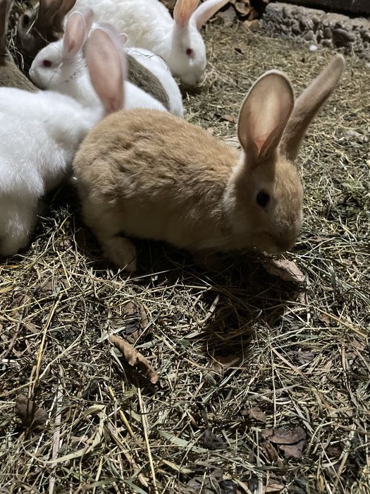 Продаються молоді кролики породи Термон