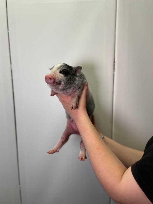 чарівні малюки міні пігів різних окрасів і статі